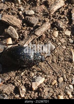 Schwarz durchstochener Blattkäfer (Galeruca tanaceti) Stockfoto