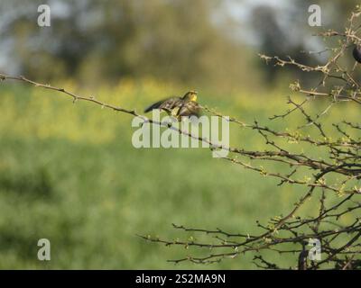 Grünlandgelbfink (Sicalis luteola) Stockfoto