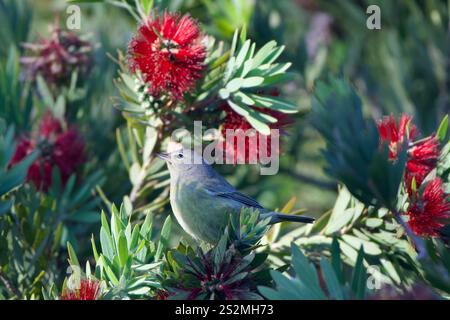 Orangenkrone (Leiothlypis celata) Stockfoto