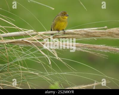Grünlandgelbfink (Sicalis luteola) Stockfoto
