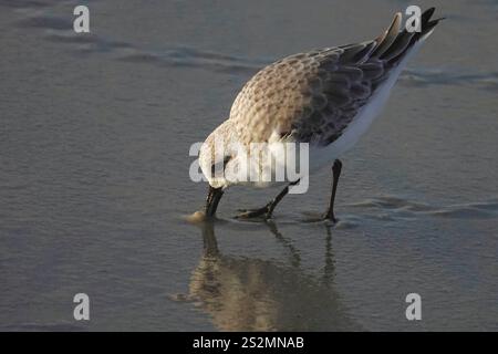 Pebble Beach, Kalifornien, USA. Januar 2025 Sandpipervogel ernähren sich von dem nassen Sand in der Abenddämmerung am Asilomar Beach, Mo Stockfoto
