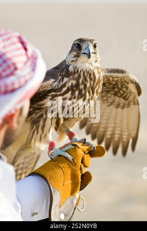 Anonymer arabischer Mann, Falconer hält einen Falken seinen Handschuh in der Wüste Stockfoto