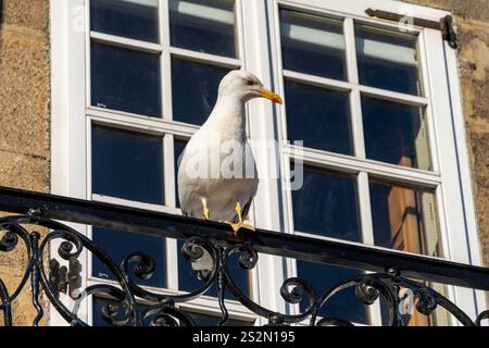 Typische Gebäude mit charakteristischen Fenstern an der Küste der Stadt La Coruña, La Coruña, (Corunna), Galicien, spanien Stockfoto