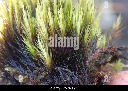 Heide-Sternmoos (Campylopus introflexus) Stockfoto