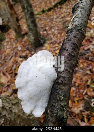 Weißkäse Polypore (Tyromyces chioneus) Stockfoto