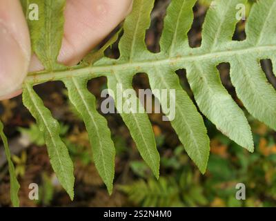 Netzkettenfarn (Woodwardia areolata) Stockfoto