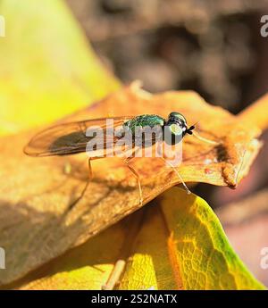 Centurion Fly (Sargus bipunctatus) mit zwei Punkten Stockfoto