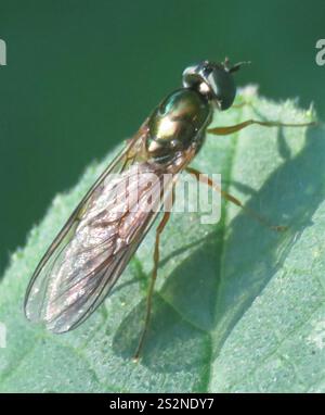 Centurion Fly (Sargus bipunctatus) mit zwei Punkten Stockfoto