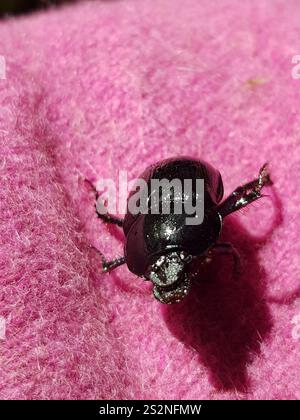 Waldkäfer (Anoplotrupes stercorosus) Stockfoto