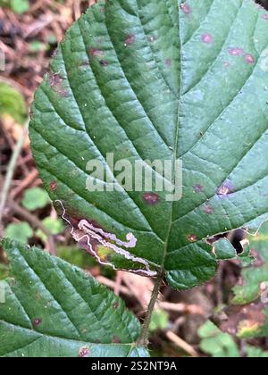 Goldenes Pigmy (Stigmella aurella) Stockfoto