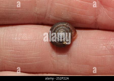 Erdbeerschnecke (Trochulus striolatus) Stockfoto