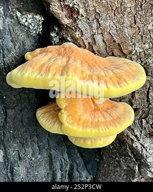 Westliches Hartholz-Schwefelregal (Laetiporus gilbertsonii) Stockfoto