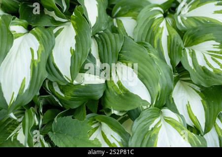 Wunderschöne, lebendige Hosta-Pflanze aus nächster Nähe. Grüne Blätter. Hostablüten im Garten nach Regen Stockfoto