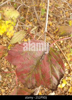 Amerikanischer Hochbusch Cranberry (Viburnum opulus americanum) Stockfoto