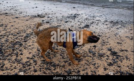Ein nasser Hund, der ein Gurtzeug trägt, schüttelt das Wasser an einem Kieselstrand nahe der Küste ab und hält einen verspielten und dynamischen Moment fest. Stockfoto