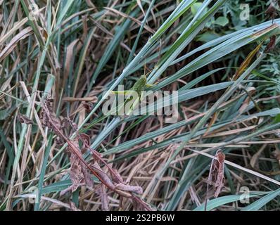 Große grüne Grasshopper (Chondracris rosea) Stockfoto