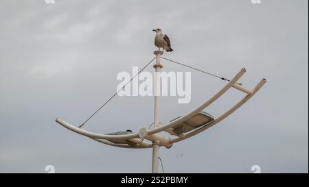Eine Möwe, die auf einer modernen, geschwungenen Metallstruktur vor einem hellen, bedeckten Himmel thront und die einsame und ruhige Haltung des Vogels unterstreicht. Stockfoto