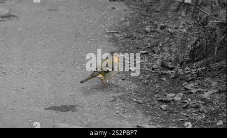 Ein kleiner farbenfroher Vogel, der auf einem Waldweg steht, umgeben von Erdtönen getrockneter Blätter und Vegetation, die sein lebendiges Gefieder hervorheben. Stockfoto