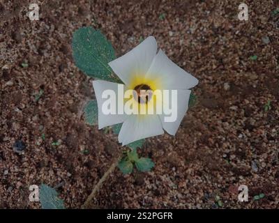 Kubanische Butterblume (Turnera subulata) Stockfoto