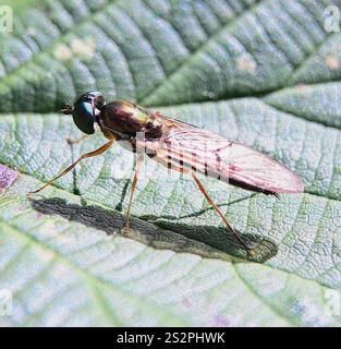 Centurion Fly (Sargus bipunctatus) mit zwei Punkten Stockfoto