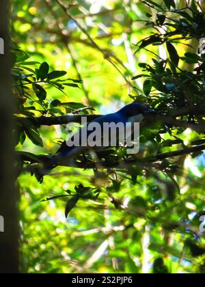 Madagaskar Blue Vanga (Cyanolanius madagascarinus) Stockfoto