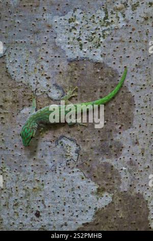 Abbott's Day Gecko (Phelsuma abbotti) Stockfoto