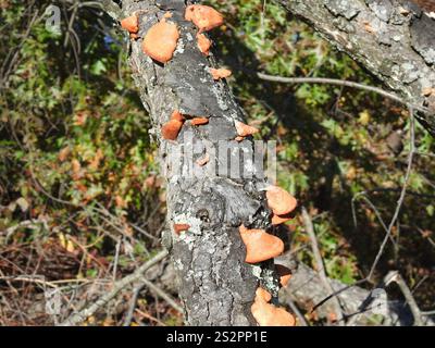 Nördliches Zinnober-Polypore (Trametes cinnabarina) Stockfoto