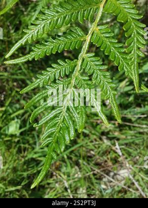 Austral Bracken (Pteridium esculentum) Stockfoto