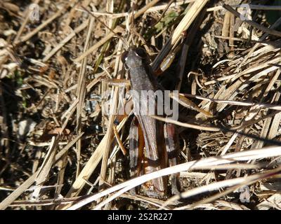 Keeler's Spur-Kehle Grasshopper (Melanoplus keeleri) Stockfoto