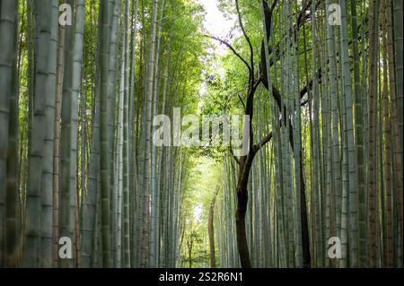 Ruhiger Bambuswald mit hoch aufragenden grünen Stängeln und weichem natürlichem Licht, das durch das Baldachin filtert. Stockfoto