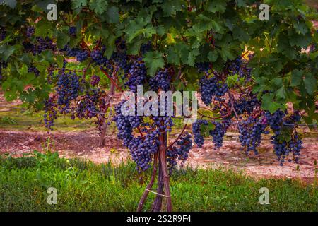 Trauben aus Rotwein (Vitis vinifera), die in einem Weinberg in Niagara-on-the-Lake, Ontario, Kanada, Reifen. Stockfoto