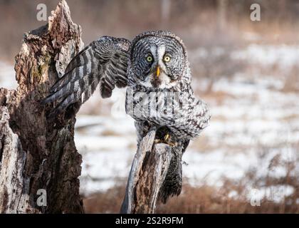 Große graue Eule, die auf einem alten Baumstamm sitzt Stockfoto