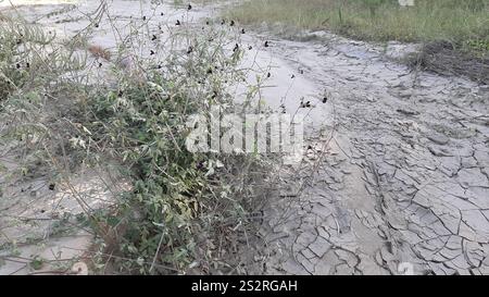 Violette Buschbohne (Macroptilium atropurpureum) Stockfoto