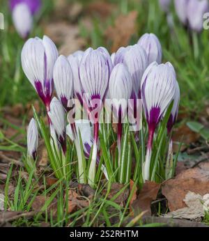 Kleine Gruppe von Krokussen aus nächster Nähe, Blick vom Boden aus weiß und violett Krokusse im späten Winter Februar. Stockfoto