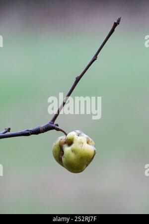 Einzelner grüner Apfel auf Apfelbaumzweig im Winter. Stockfoto