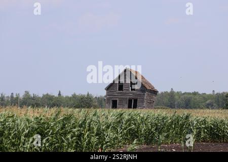 Verlassenes ländliches Bauernhaus in einem Maisfeld Stockfoto