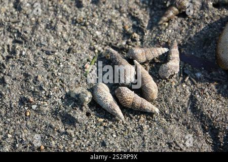 Japanisches falsches Cerith (Batillaria attramentaria) Stockfoto