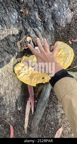 Westliches Hartholz-Schwefelregal (Laetiporus gilbertsonii) Stockfoto