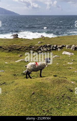 Schafe (Ovis aries) mit schwarzem Kopf und Hörnern auf einer Wiese, rot markiert, Atlantic Drive malerische Straße, südliche Achill Island, Mayo, Wild Atlantic Way, Stockfoto