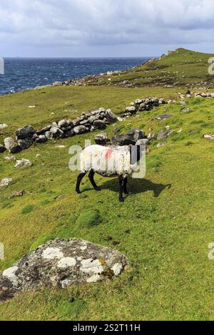 Schafe (Ovis aries) mit schwarzem Kopf und Hörnern auf einer Wiese, rot markiert, Atlantic Drive malerische Straße, südliche Achill Island, Mayo, Wild Atlantic Way, Stockfoto