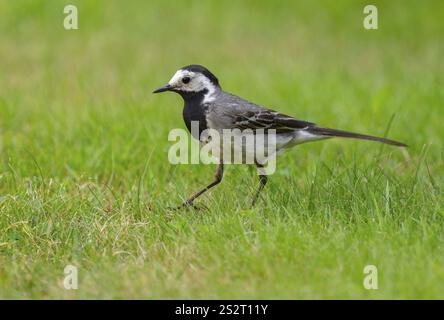 Weißbachtel (Motacilla alba) auf der Suche auf einem Rasen in einem Garten, Niedersachsen, Deutschland, Europa Stockfoto