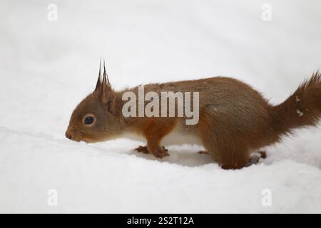 Rotes Eichhörnchen (Sciurus vulgaris) erwachsenes Tier auf der Suche nach Nahrung im Winter im Schnee, Schottland, Großbritannien, Europa Stockfoto