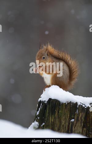 Rotes Eichhörnchen (Sciurus vulgaris), erwachsenes Tier, das im Winter auf einem schneebedeckten Baumstumpf eine Nuss ernährt, Schottland, Vereinigtes Königreich, Europa Stockfoto