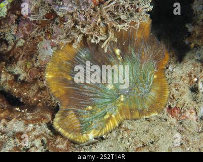 Farbige Perlenkorallen (offene Hirnkorallen) auf einem Sandboden, Tauchplatz Prapat, Penyapangan, Bali, Indonesien, Asien Stockfoto