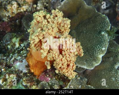 Gelbe Baumkorallen (Dendronephthya) inmitten eines lebhaften Riffs, Tauchplatz SD, Nusa Ceningan, Nusa Penida, Bali, Indonesien, Asien Stockfoto