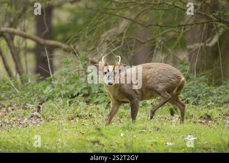 Muntjac-Hirsch (Muntiacus reevesi) ausgewachsenes männliches Bocktier in einem Wald, England, Vereinigtes Königreich, Europa Stockfoto