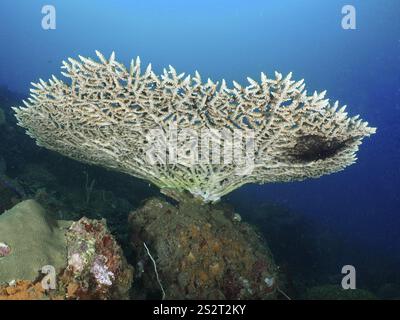 Tafelkorallen (Acropora hyacinthus) von unten gesehen, in einem Riff mit tiefblauem Hintergrund, Tauchplatz Spice Reef, Penyapangan, Bali, Indonesien, Asien Stockfoto