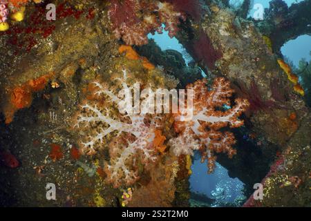 Bunte Klunzinger-Baumkorallen (Dendronephthya klunzingeri) in einem Wrack, Tauchplatz Wrack der USAT Liberty, Tulamben, Bali, Indonesien, Asien Stockfoto