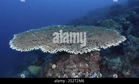 Eine breite, flache Tischkoralle (Acropora hyacinthus) erhebt sich majestätisch auf einem Meeresriff, Spice Reef Tauchplatz, Penyapangan, Bali, Indonesien, Asien Stockfoto