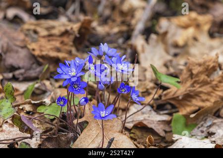 Schöne hepatica (Anemone hepatica) Blüten, die im frühen Frühjahr, Schweden, Europa blühen Stockfoto